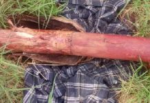 Gomoa chief pounded and shot dead