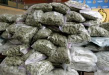 Police in eastern region search for marijuana farmers