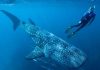 Atomic tests solve age puzzle of world’s largest fish, Whale sharks