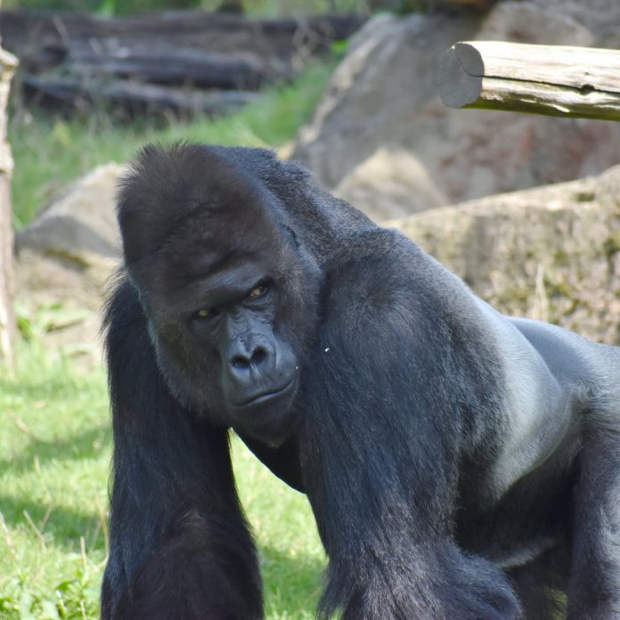 file-20200401-66130-4fvkl3