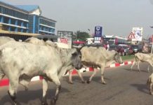 Fulani man handed a 20-month jail term for stealing cow