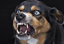 Three rabies cases confirmed in Kpone-Katamanso Municipality