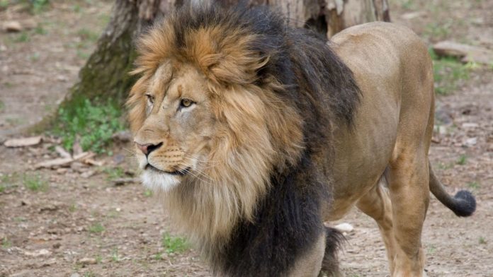 Lion-Achimota-zoo