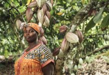 Farmers issue threat over low cocoa pricing