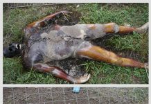 Decomposed body found at Kasoa-Opeikuma