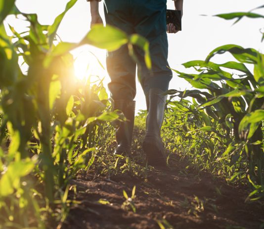 Ghana marks 41st National Farmers’ Day today