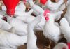 Poultry Association says Gov’t has ignored them on ‘Nkukor Nkitinkiti’ initiative