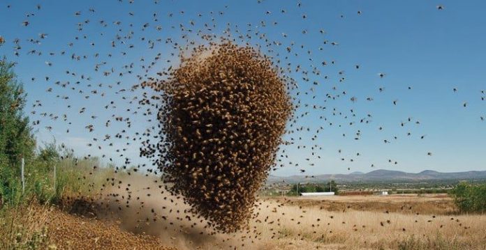 6262025110724-k5fri7t2h0-ho-social-bees-attack-6119-3384954371-728x375