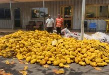 Ghana Police Service seize truck with 3,000 slabs of suspected cannabis; GH¢150K bribe rejected