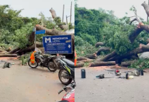 Heavy rains bring down tree, block Achimota–West Legon road