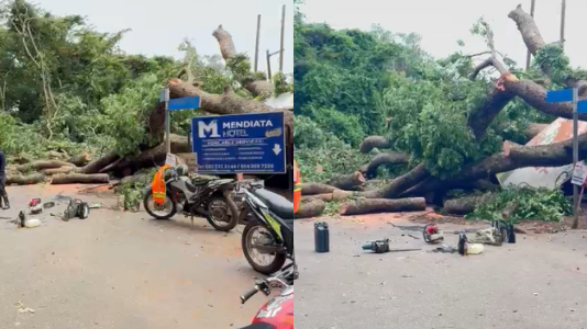Heavy rains bring down tree, block Achimota–West Legon road