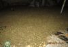 Narcotics Control Commission seizes GH¢1.18m worth of suspected cannabis in Volta Region