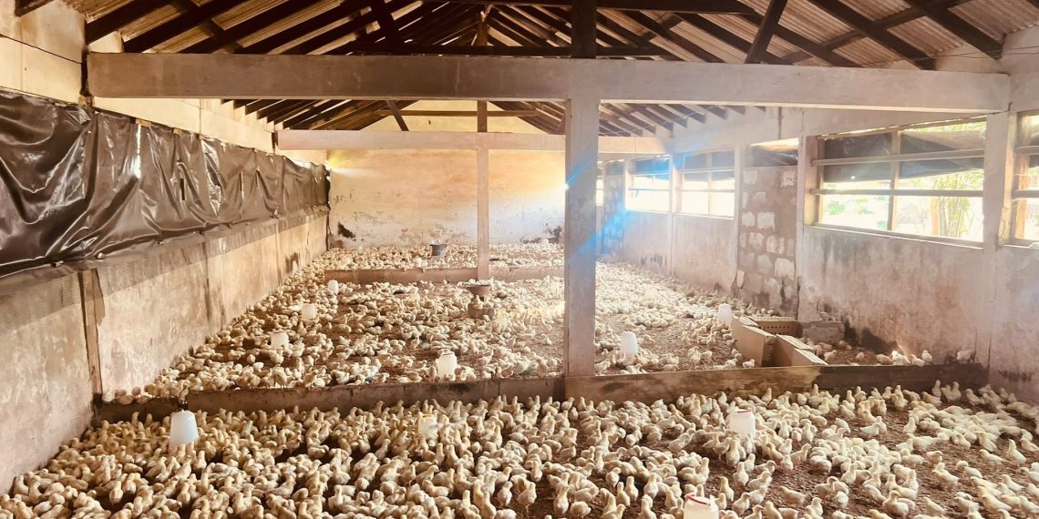 Nkoko Nkitinkiti phase one was an abysmal failure – Poultry Farmers Association of Ghana
